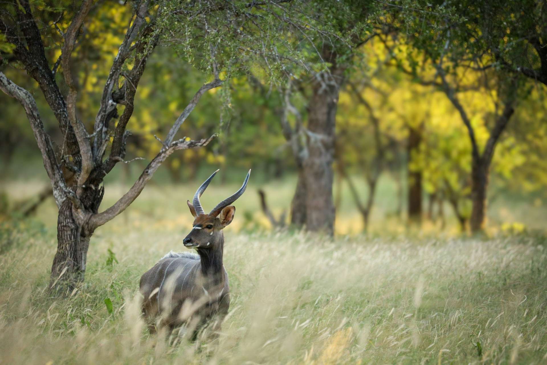 Hotels in Greater Kruger and Safari Country — Hoedspruit gateway districts, private reserve lodge access and bush hotel planning